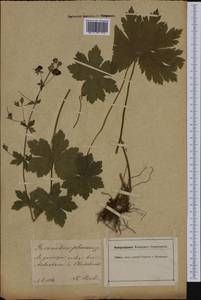 Geranium phaeum L., Western Europe (EUR) (Austria)