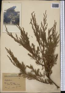 Cupressus, America (AMER) (Mexico)