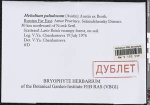 Elodium paludosum (A. Jaeger) Austin ex C.F. Parker, Bryophytes, Bryophytes - Russian Far East (excl. Chukotka & Kamchatka) (B20) (Russia)