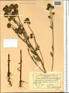 Cirsium arvense, Siberia, Central Siberia (S3) (Russia)