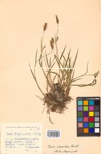 Carex papulosa Boott, Siberia, Russian Far East (S6) (Russia)