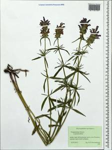 Dracocephalum ruyschiana L., Eastern Europe, Middle Volga region (E8) (Russia)