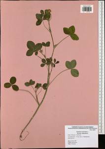 Trifolium hybridum L., Eastern Europe, Central region (E4) (Russia)