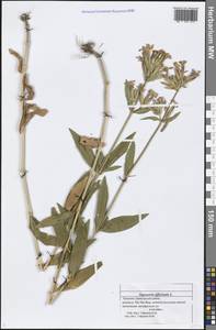 Saponaria officinalis L., Eastern Europe, Middle Volga region (E8) (Russia)