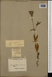 Silene noctiflora L., Caucasus, Armenia (K5) (Armenia)