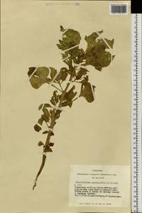 Physochlaina physaloides (L.) G. Don, Siberia, Altai & Sayany Mountains (S2) (Russia)