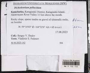 Dichodontium pellucidum (Hedw.) Schimp., Bryophytes, Bryophytes - Chukotka & Kamchatka (B21) (Russia)