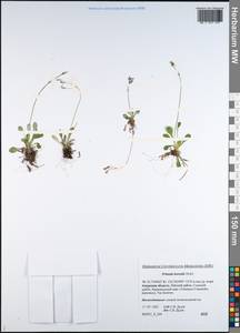 Primula borealis Duby, Siberia, Russian Far East (S6) (Russia)