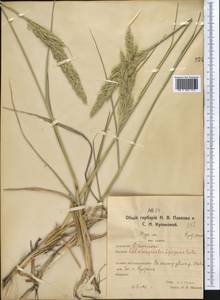 Calamagrostis epigejos (L.) Roth, Middle Asia, Northern & Central Kazakhstan (M10) (Kazakhstan)