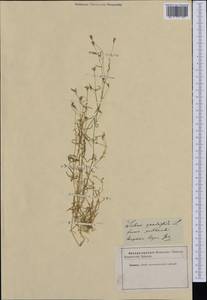 Heliosperma pusillum subsp. pusillum, Western Europe (EUR)