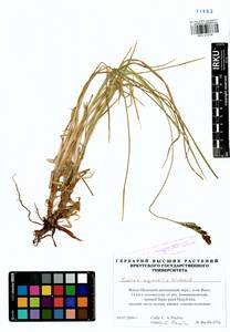 Carex aquatilis Wahlenb., Siberia, Western Siberia (S1) (Russia)