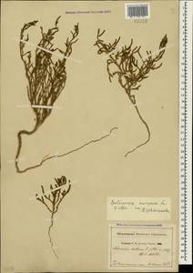 Salicornia europaea (Moss) Lambinon & Vanderp., Crimea (KRYM) (Russia)