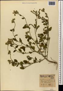 Heliotropium ellipticum Ledeb., Caucasus, Stavropol Krai, Karachay-Cherkessia & Kabardino-Balkaria (K1b) (Russia)