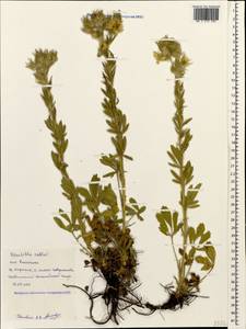 Potentilla astracanica subsp. callieri (Th. Wolf) Soják, Caucasus, Black Sea Shore (from Novorossiysk to Adler) (K3) (Russia)