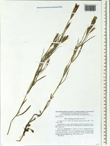 Gentianopsis barbata, Siberia, Yakutia (S5) (Russia)