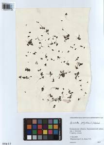 Spirodela polyrhiza (L.) Schleid., Siberia, Altai & Sayany Mountains (S2) (Russia)