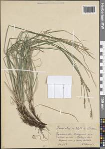 Carex rhizina Blytt ex Lindblom, Eastern Europe, Eastern region (E10) (Russia)