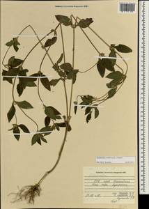 Synedrella nodiflora (L.) Gaertn., South Asia, South Asia (Asia outside ex-Soviet states and Mongolia) (ASIA) (Vietnam)