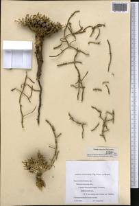 Anabasis ebracteolata Korovin ex Botsch., Middle Asia, Caspian Ustyurt & Northern Aralia (M8) (Kazakhstan)
