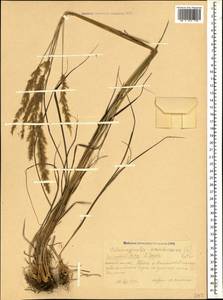 Calamagrostis arundinacea (L.) Roth, Caucasus, Krasnodar Krai & Adygea (K1a) (Russia)