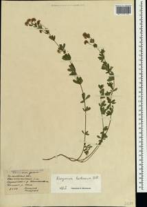 Dorycnium pentaphyllum subsp. herbaceum (Vill.)Rouy, Crimea (KRYM) (Russia)