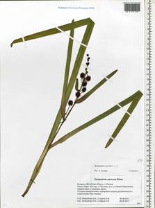 Sparganium erectum L., Eastern Europe, Belarus (E3a) (Belarus)