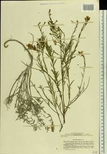 Genista tinctoria subsp. tinctoria, Eastern Europe, North Ukrainian region (E11) (Ukraine)