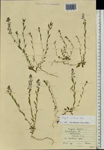 Polygala vulgaris L., Eastern Europe, South Ukrainian region (E12) (Ukraine)