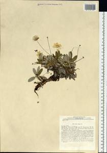 Dryas octopetala subsp. viscosa (Juz.) Hultén, Siberia, Yakutia (S5) (Russia)