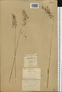 Avenula pubescens (Huds.) Dumort., Eastern Europe, North Ukrainian region (E11) (Ukraine)
