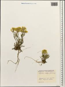 Erysimum callicarpum Lipsky, Caucasus, Black Sea Shore (from Novorossiysk to Adler) (K3) (Russia)