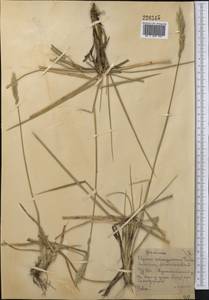 Leymus paboanus (Claus) Pilg., Middle Asia, Northern & Central Kazakhstan (M10) (Kazakhstan)