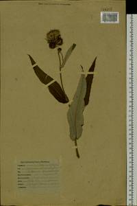 Cirsium heterophyllum (L.) Hill, Siberia, Baikal & Transbaikal region (S4) (Russia)
