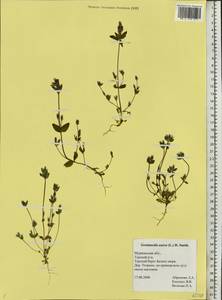 Gentianella aurea (L.) H. Sm., Eastern Europe, Northern region (E1) (Russia)