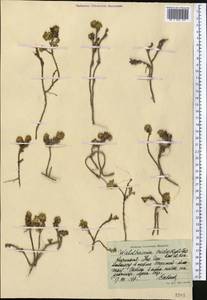 Allardia tridactylites (Kar. & Kir.) Sch. Bip., Middle Asia, Northern & Central Tian Shan (M4) (Kyrgyzstan)