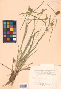 Carex flava L., Eastern Europe, West Ukrainian region (E13) (Ukraine)