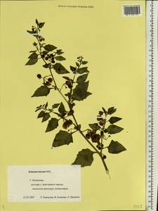 Solanum villosum, Eastern Europe, Central region (E4) (Russia)