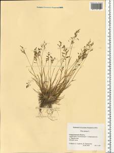 Poa annua L., Eastern Europe, Eastern region (E10) (Russia)