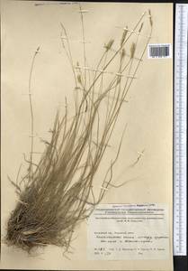 Agropyron, Middle Asia, Northern & Central Kazakhstan (M10) (Kazakhstan)
