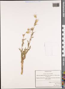 Carduus pycnocephalus subsp. cinereus (M. Bieb.) Davis, Caucasus, Dagestan (K2) (Russia)
