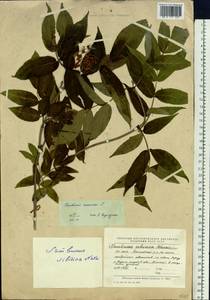 Sambucus racemosa L., Siberia, Yakutia (S5) (Russia)