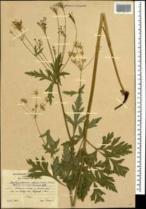 Eleutherospermum cicutarium (M. Bieb.) Boiss., Caucasus, South Ossetia (K4b) (South Ossetia)