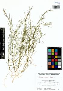 Thesium repens Ledeb., Siberia, Baikal & Transbaikal region (S4) (Russia)