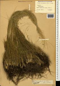 Stipa lessingiana Trin. & Rupr., Caucasus, Armenia (K5) (Armenia)