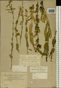 Silene viscosa (L.) Pers., Eastern Europe, Lower Volga region (E9) (Russia)