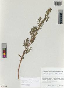 Artemisia gmelinii Weber ex Stechm., Siberia, Altai & Sayany Mountains (S2) (Russia)