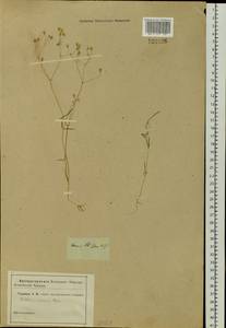 Stellaria graminea L., Siberia (no precise locality) (S0) (Russia)
