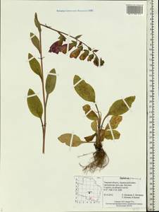 Digitalis purpurea L., Eastern Europe, North-Western region (E2) (Russia)