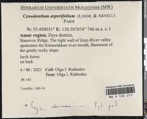 Cynodontium asperifolium (Lindb. ex Arnell) Paris, Bryophytes, Bryophytes - Russian Far East (excl. Chukotka & Kamchatka) (B20) (Russia)