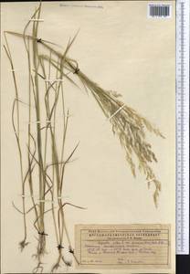 Agrostis, Middle Asia, Caspian Ustyurt & Northern Aralia (M8) (Kazakhstan)
